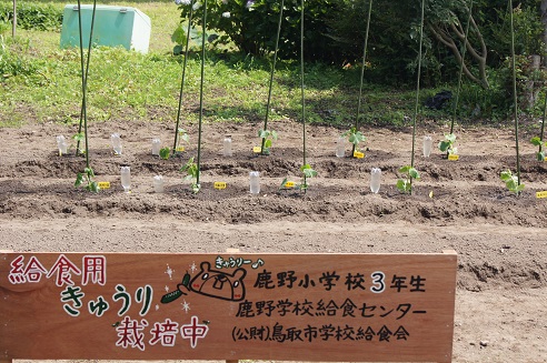 きゅうりの苗植え【鹿野小学校】