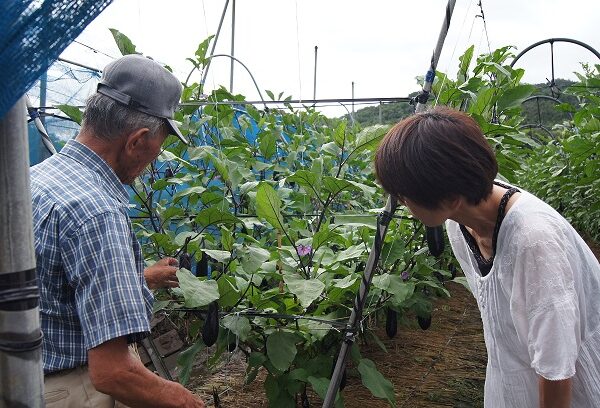 2015年度学校給食用なす現地視察・意見交換会