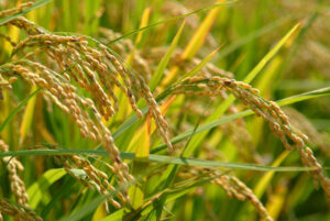 9月の目標:鳥取県の産物を知ろう 9月の目標:鳥取県の産物を知ろう